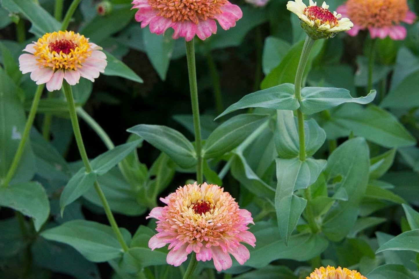 Zinderella Peach Zinnia Seeds - 100 Double Bloom Seeds - USA Grown - - Cut Flower Garden - Butterfly Magnet - Heat Tolerant