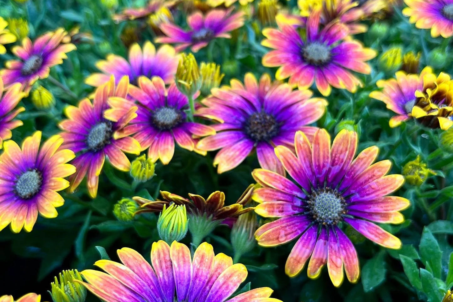 Purple & Yellow Cape Daisy Seeds - 200 Osteospermum Seeds - USA Grown - - Bicolor Blooms - Drought Tolerant - Butterfly Garden