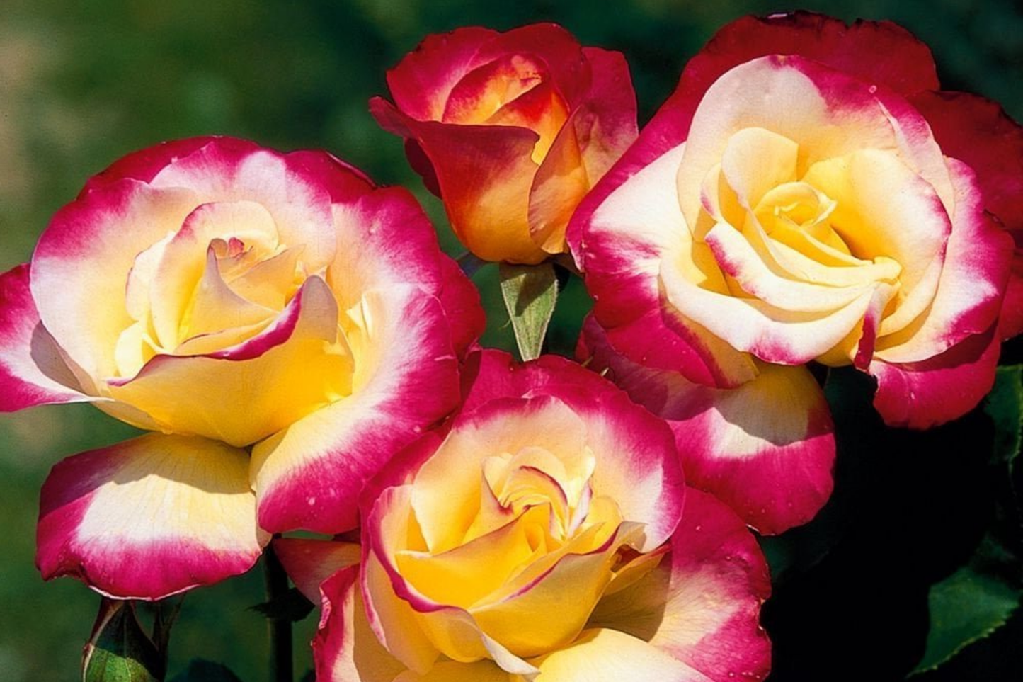 Double Delight Rose β 5 Fresh Unrooted Cuttings (4β6 Inches) for Rooting