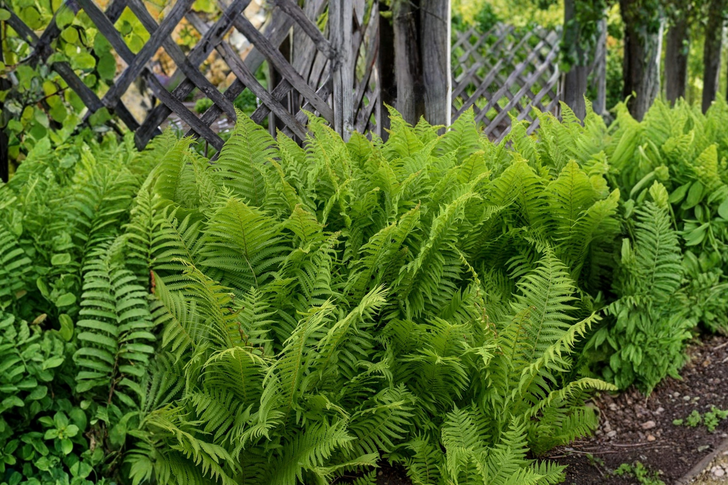 Ostrich Fern Roots - 10 Bare Root Perennials - Matteuccia struthiopteris - Native Woodland Shade Garden - Organically Grown