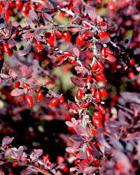 6 Japanese Barberry Bush Cuttings, Berberis Thunbergii Edible Berries, Organic Unrooted 6-9" - Easy to Grow, Hardy, Fruitful Shrub
