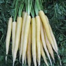 200 Seeds Lunar White Carrot (Daucus carota) – Unique Heirloom Carrot with Sweet, White Roots