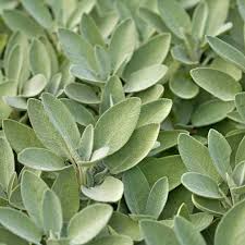 50 Seeds Extrakta Sage (Salvia officinalis) – Aromatic Culinary Herb for Cooking