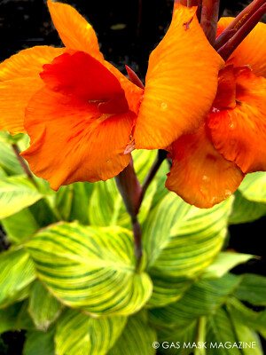 3 Bare Root Plants Pretoria Canna Lily “Bengal Tiger” Ready to Plant, Tropical Beauty