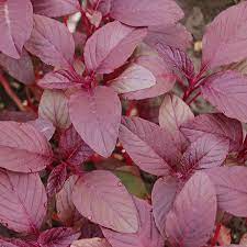 500mg Edible Amaranth Seeds Amaranthus tricolor Red Beauty Red Stripe Leaf for Planting | Heirloom Vegetable Microgreens