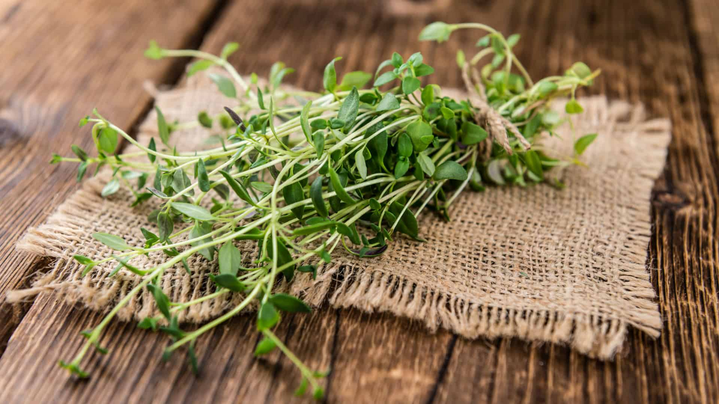 100mg Thyme Seeds Thymus vulgaris | Aromatic Herb, Heirloom, Non-GMO, Perennial, Culinary & Medicinal Uses, Pollinator-Friendly