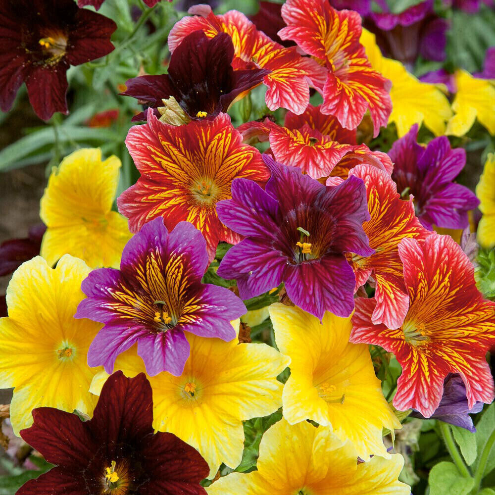 500 EZ Annual Flower Seed Mix (Salpiglosis grandiflora), Bulk Paisley Flowers, Easy to Grow, Vibrant Colors, for Garden and Containers