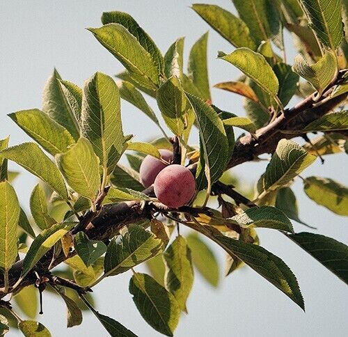 Japanese Ume Plum – 2 Cuttings, Fragrant Winter Flowers & Edible Fruits, Umeboshi and Umeshu Can't ship to Ca, Fl, Hi, Az