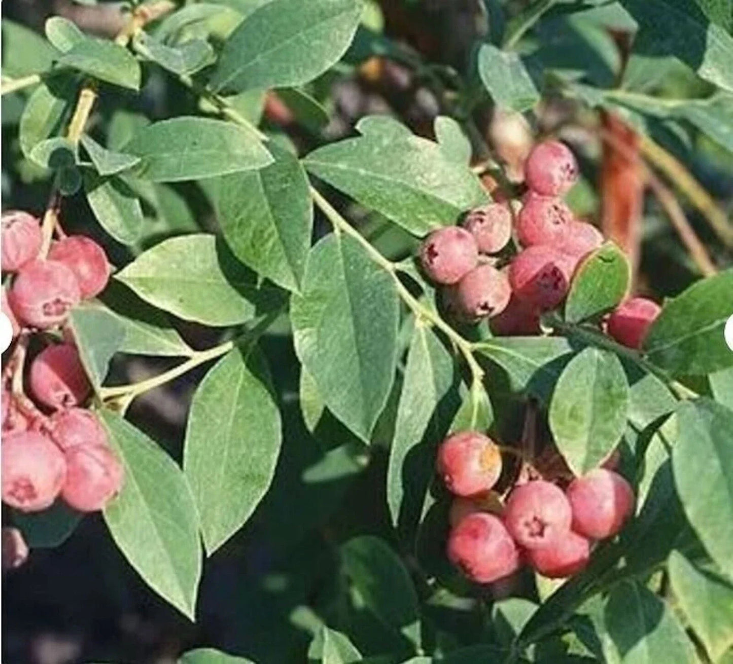 10 Florida Rose Blueberry Starter Plant Edible Fruit - Vaccinium spp. - Rabbiteye Hybrid, Pink Berries, Self-Fertile, Early Harvest