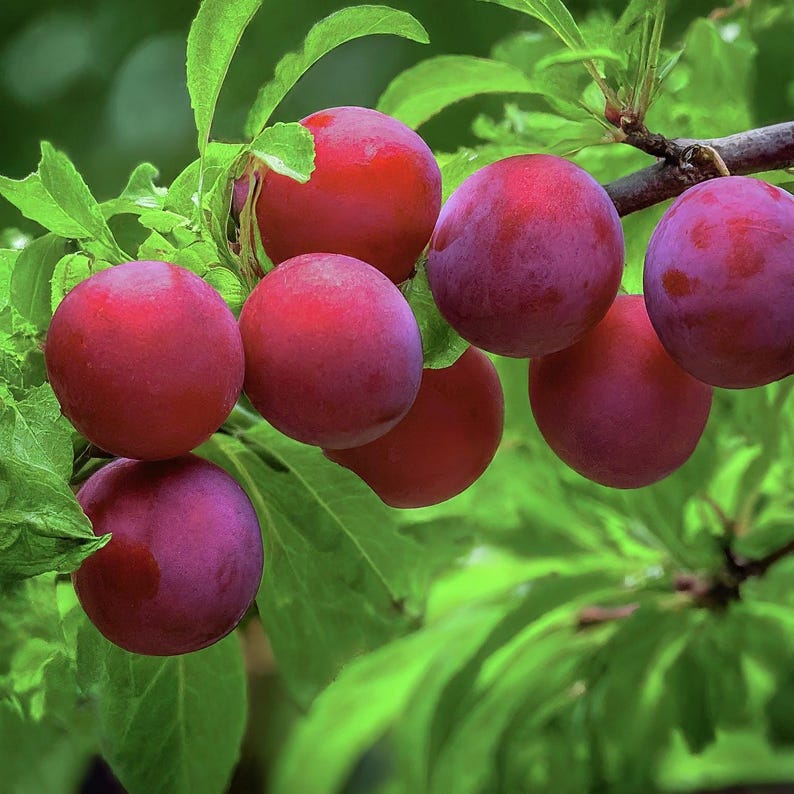 American Plum Seedling 8-14 inches Prunus americana Native Fruit Tree Live Plant - No Shipments to CA, HI, OR, WA