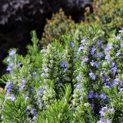Rosemary Herb Cuttings, Rosmarinus officinalis, Cold Hardy to 0°F, Fragrant, Culinary Herb, USDA Zones 7-10