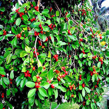 50 Seeds Tropical Strawberry Guava (Psidium Cattleianum) - Organic Pink Guava - Exotic Fruit Tree - Sweet & Tart Flavor