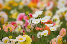 500 Iceland Poppy Seeds | Papaver nudicaule | Non-GMO Cold-Hardy Blooms in Pastel Colors | Perennial Wildflower for Spring