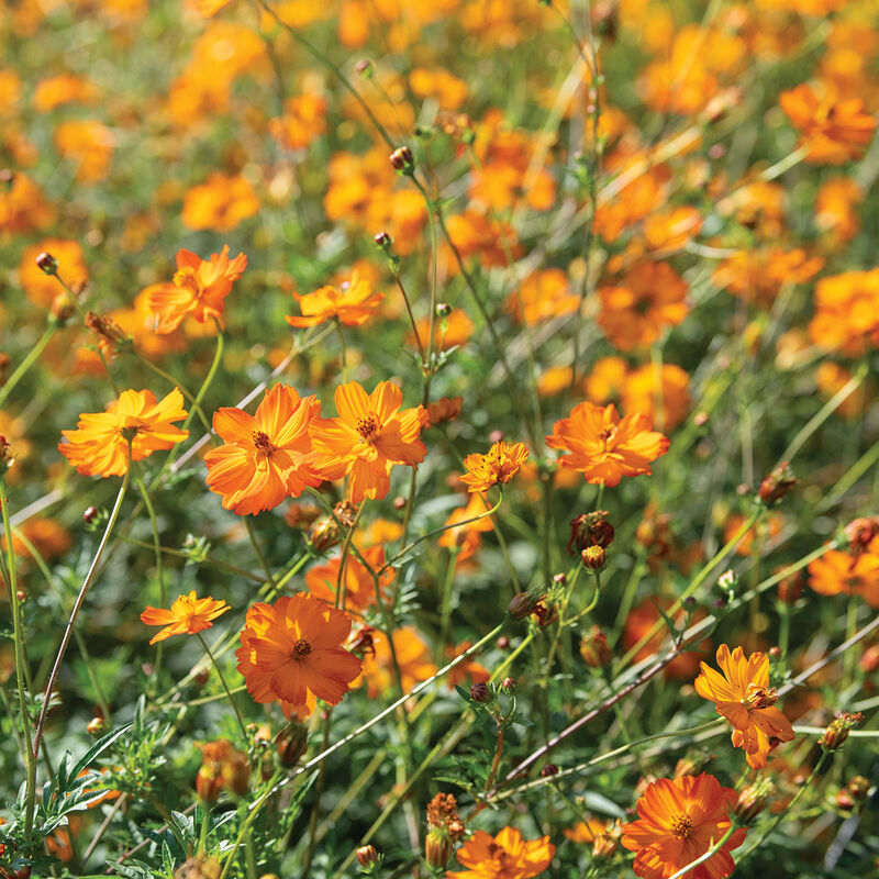 Bright Lights Cosmos Seeds - Non-GMO, Red/Orange/Yellow Blooms, Attracts Pollinators, Fast Growing, USDA Zones 2-10,