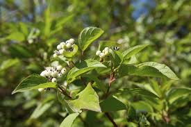 1 Cornus sericea Red Osier Dogwood Shrub - Live Bare Root Plant 18"-24" for Zones 3-8