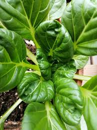 500mg Pak Choi Tatsoi Seeds Brassica rapa for Planting | Heirloom Asian Greens for Salads, Stir-Fries, and Soups