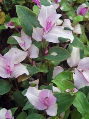 3 Unrooted Cuttings Variegated Tradescantia Blushing Bride Wandering Jew - Stunning Pink & White Leaves, Easy Propagation, Indoor Plant