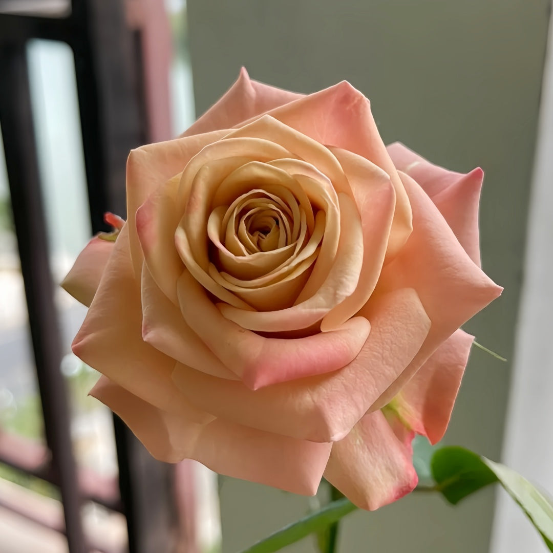 Cappuccino Rose Crepe Myrtle - 3 Cuttings for Rooting or Grafting - Fast-Growing