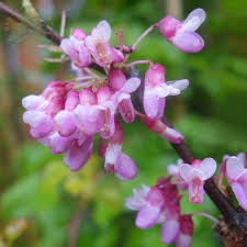 Cercis siliquastrum Seeds – Judas Tree – Ornamental Flowering Tree with Magenta Blooms, Heart-Shaped Leaves, Mediterranean Garden Favorite