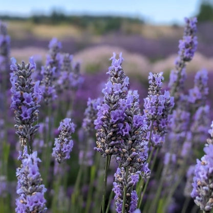 Violet Intrigue Lavender Meditative Essence