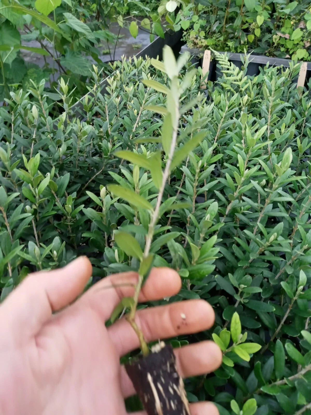 Arbequina Olive Tree Starter Plant - Nicely Rooted Olea Europaea