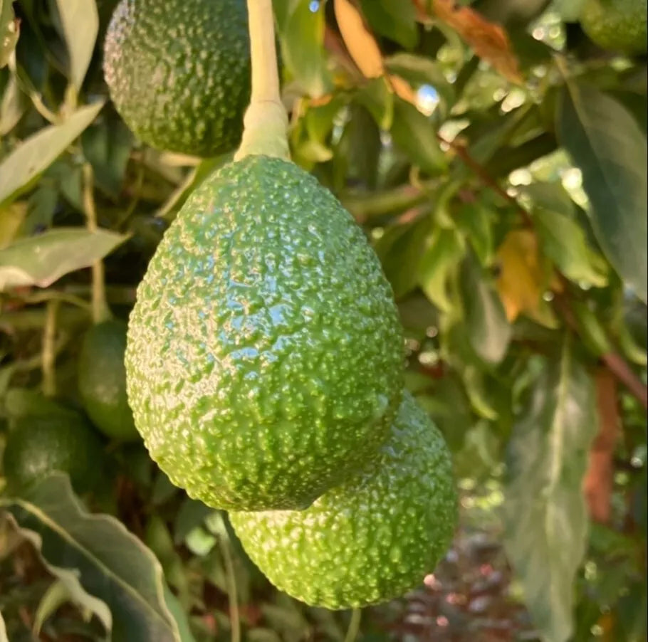 Avocado Hass Tree Set - 2 Live Plants - 4" Pot - Well Rooted - Persea americana