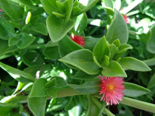 Aptenia Cordifolia 'Red Apple' Succulent Cuttings 4-7" | Baby Sun Rose | Red/Pink Flowers | 10 Organic Cuttings