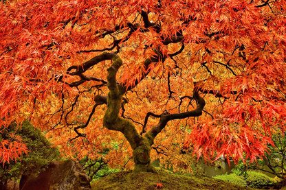 8 Fresh Cut Sugar Maple Tree Unrooted Cuttings - Acer saccharum, Sugar Maple Scions for Grafting, Tree Propagation, Hardy Tree Cuttings