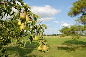 3 Shenandoah Pear Tree Scions, Unrooted Cuttings 10-12 Inches for Grafting & Rooting – Pyrus communis, Sweet Pear, Fruit Tree Propagation