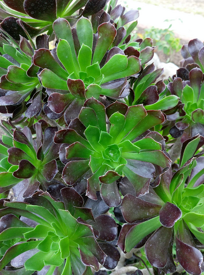 2 Aeonium Arboreum Unrooted Cuttings (Aeonium Tree) 2-4" – Succulent for Grafting, Rooting, or Propagation