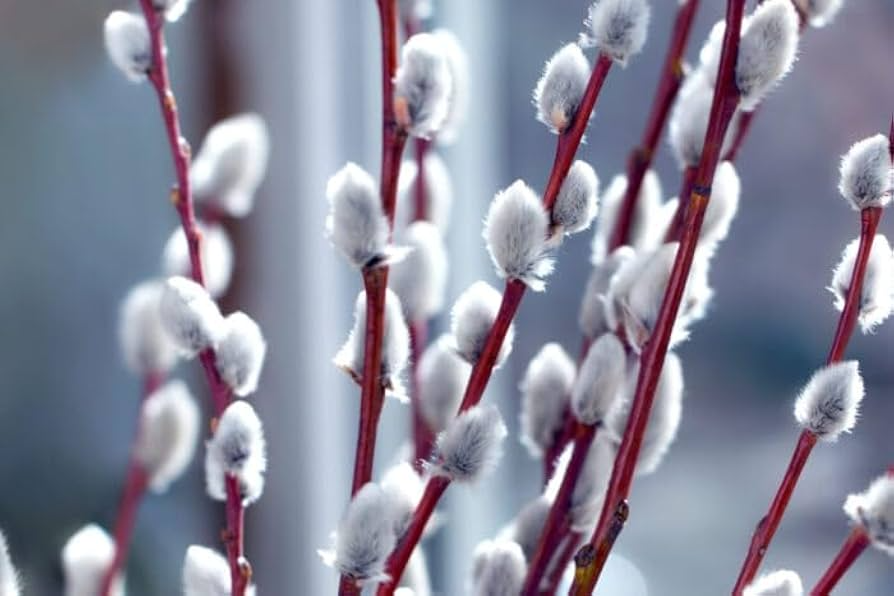 5 French Pussy Willow Shrubs - Salix caprea | 1–2 ft Tall Bare Root Live Plants | Early Blooming Ornamental for Gardens & Bouquets