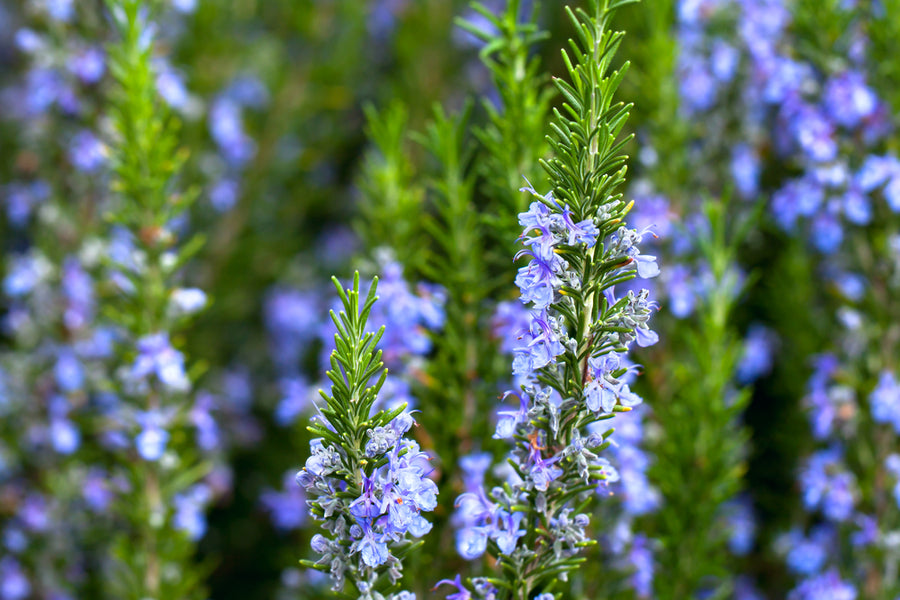 Rosemary Herb Cuttings, Rosmarinus officinalis, Cold Hardy to 0°F, Fragrant, Culinary Herb, USDA Zones 7-10